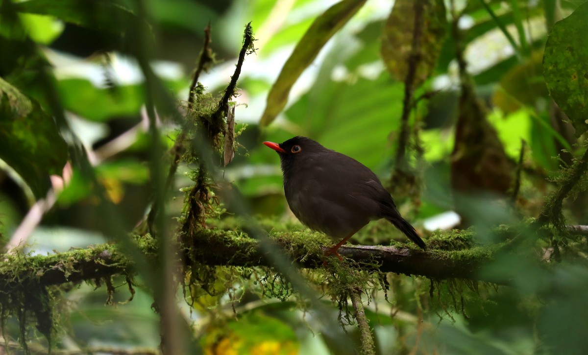 Slaty-backed Nightingale-Thrush - ML644434344