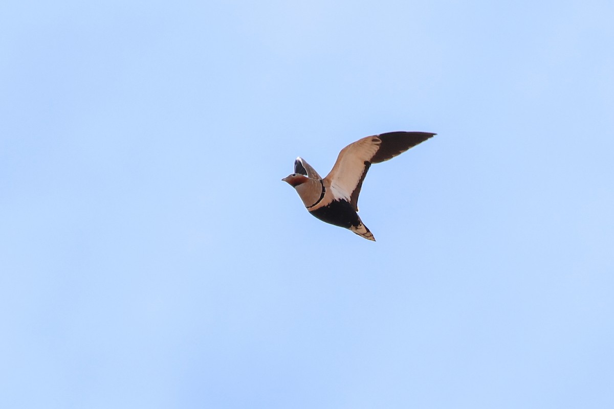 Ganga unibande - ML644434345