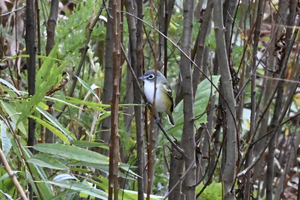 Blue-headed Vireo - ML644434362