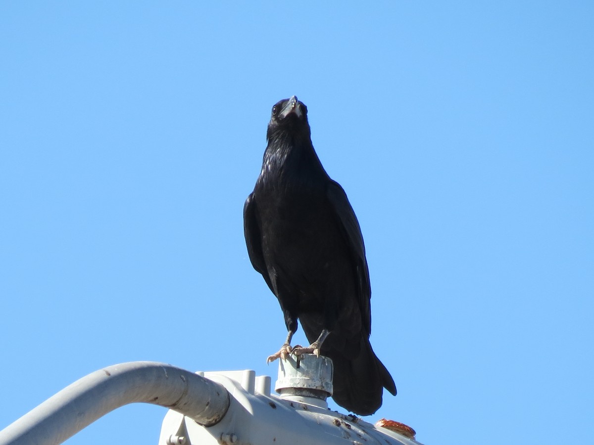 Хон хэрээ - ML644434370