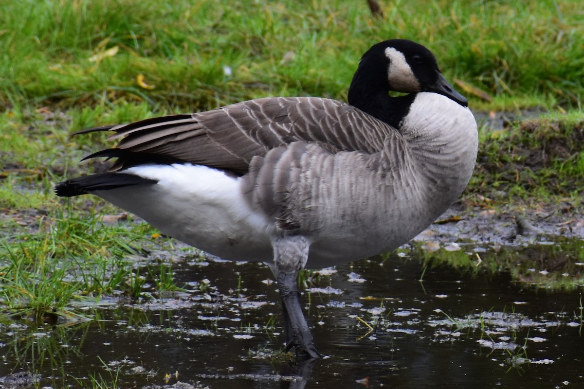 Canada Goose - ML644434373