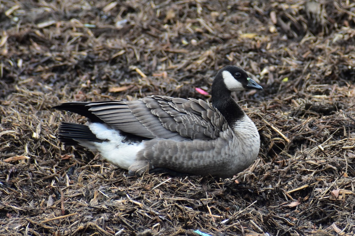 Canada Goose - ML644434374