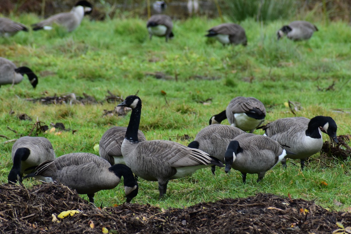 Canada Goose - ML644434375
