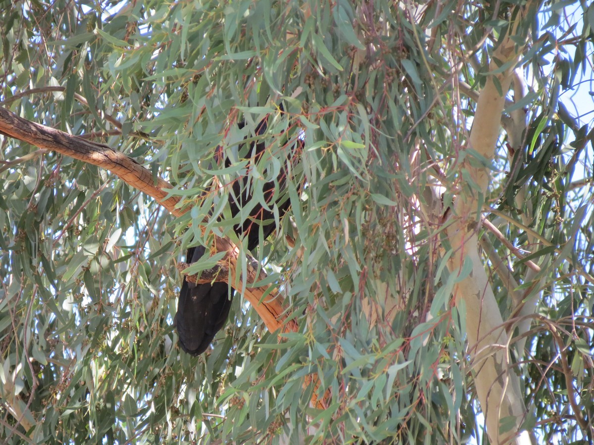 Хон хэрээ - ML644434376