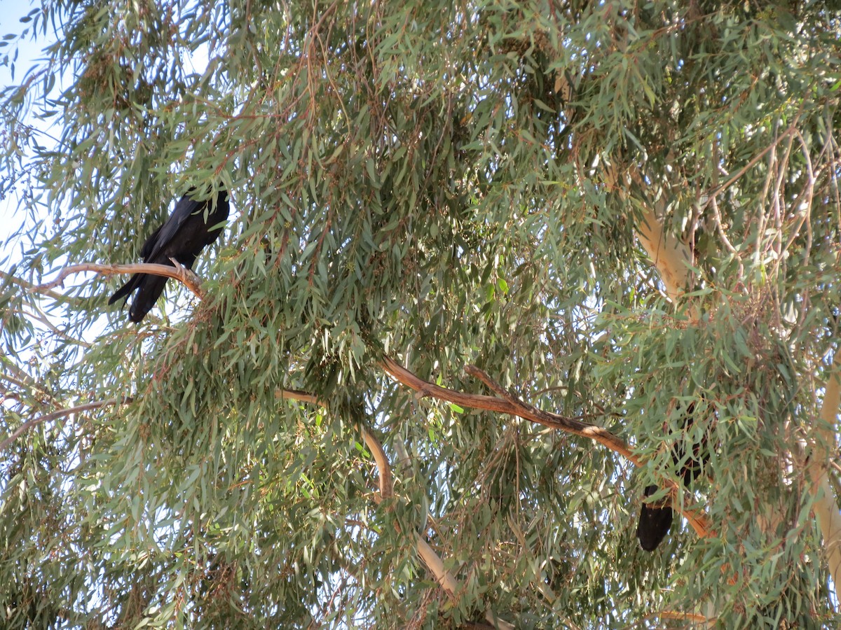 Хон хэрээ - ML644434377