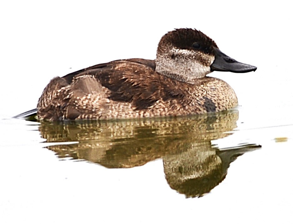 Ruddy Duck - ML644434379