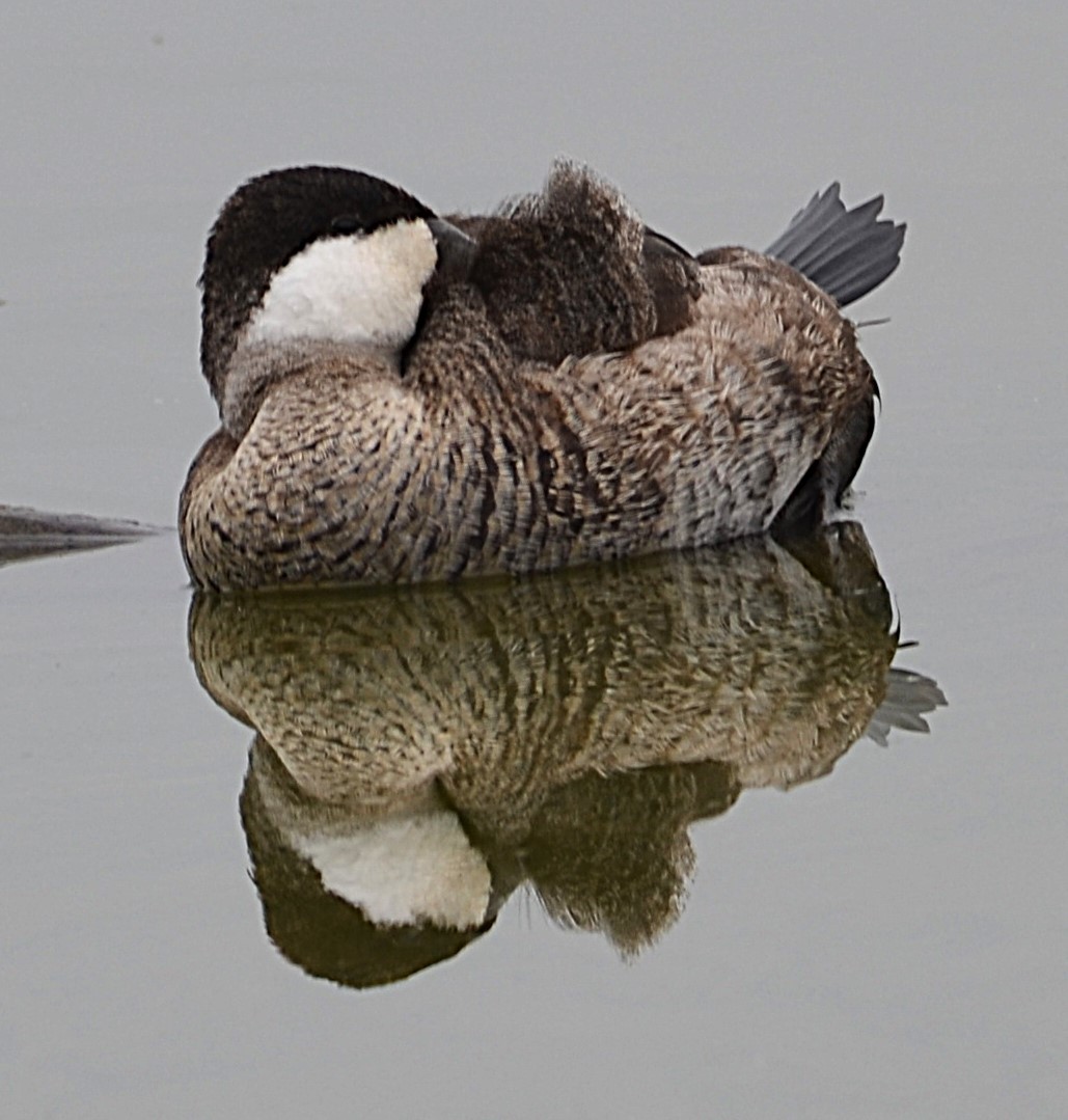Ruddy Duck - ML644434387