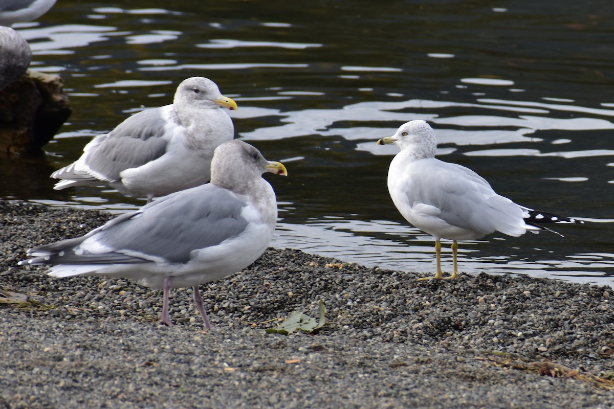 Ring-billed Gull - ML644434391