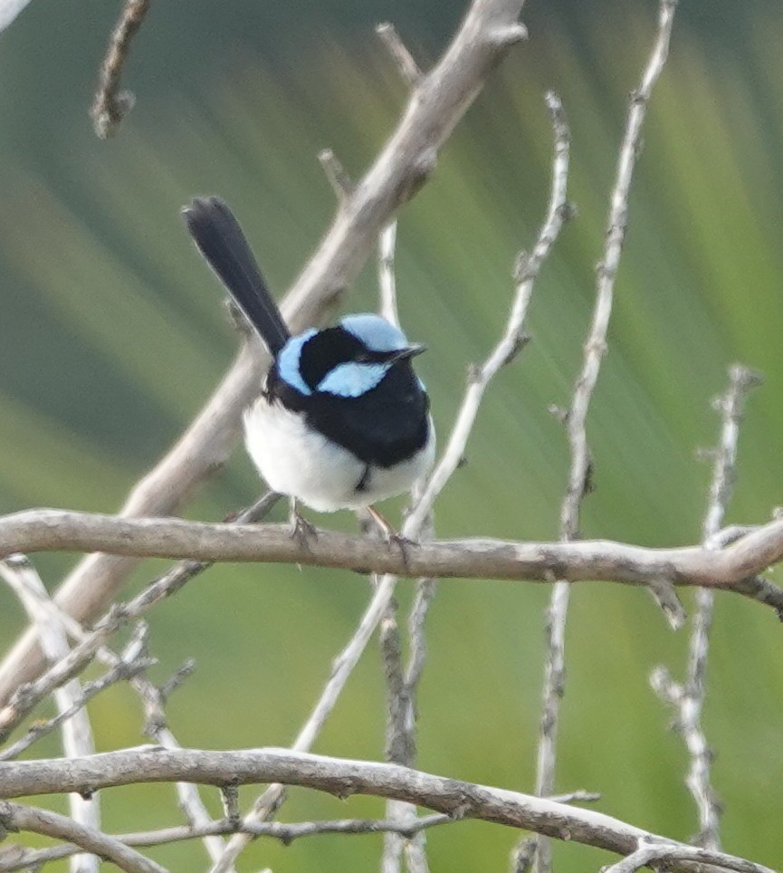 Superb Fairywren - ML644434394