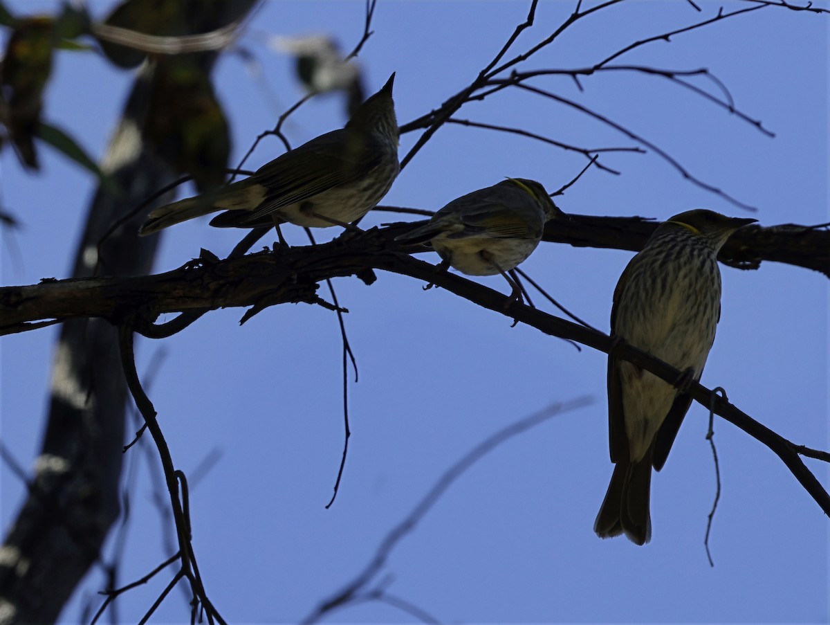 Yellow-plumed Honeyeater - ML644434420