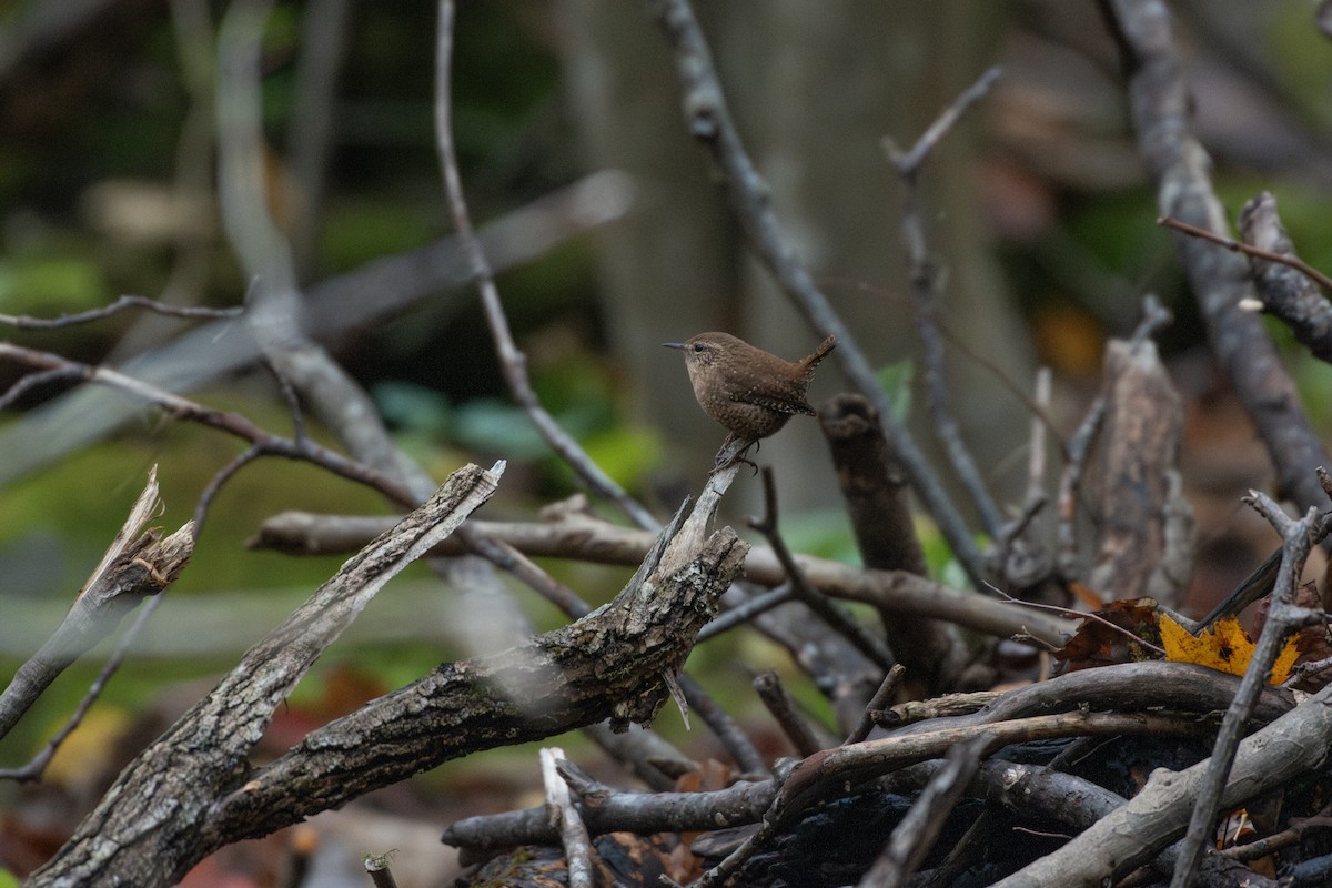 střízlík kanadský - ML644434436