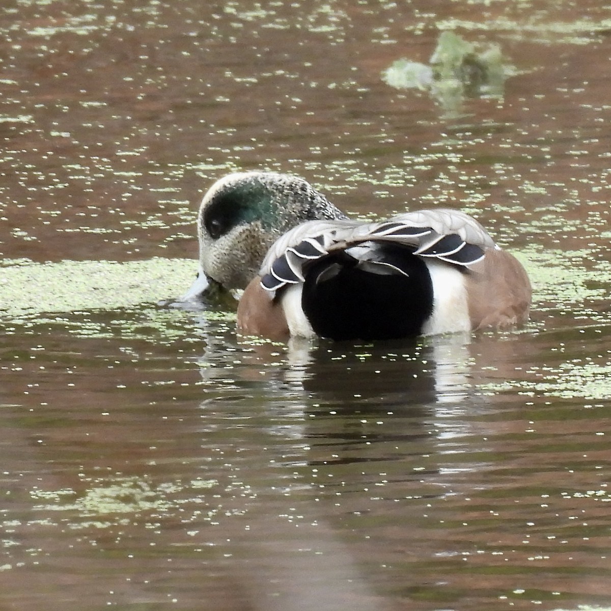 American Wigeon - ML644434437