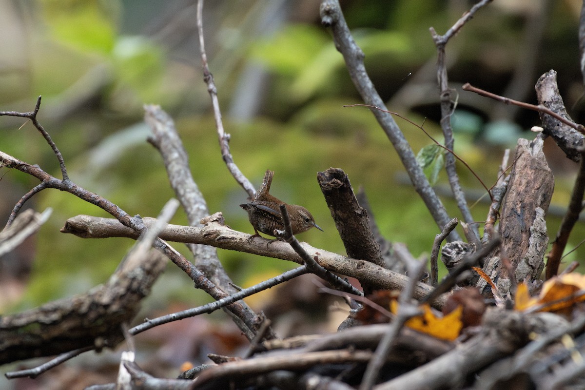 střízlík kanadský - ML644434442