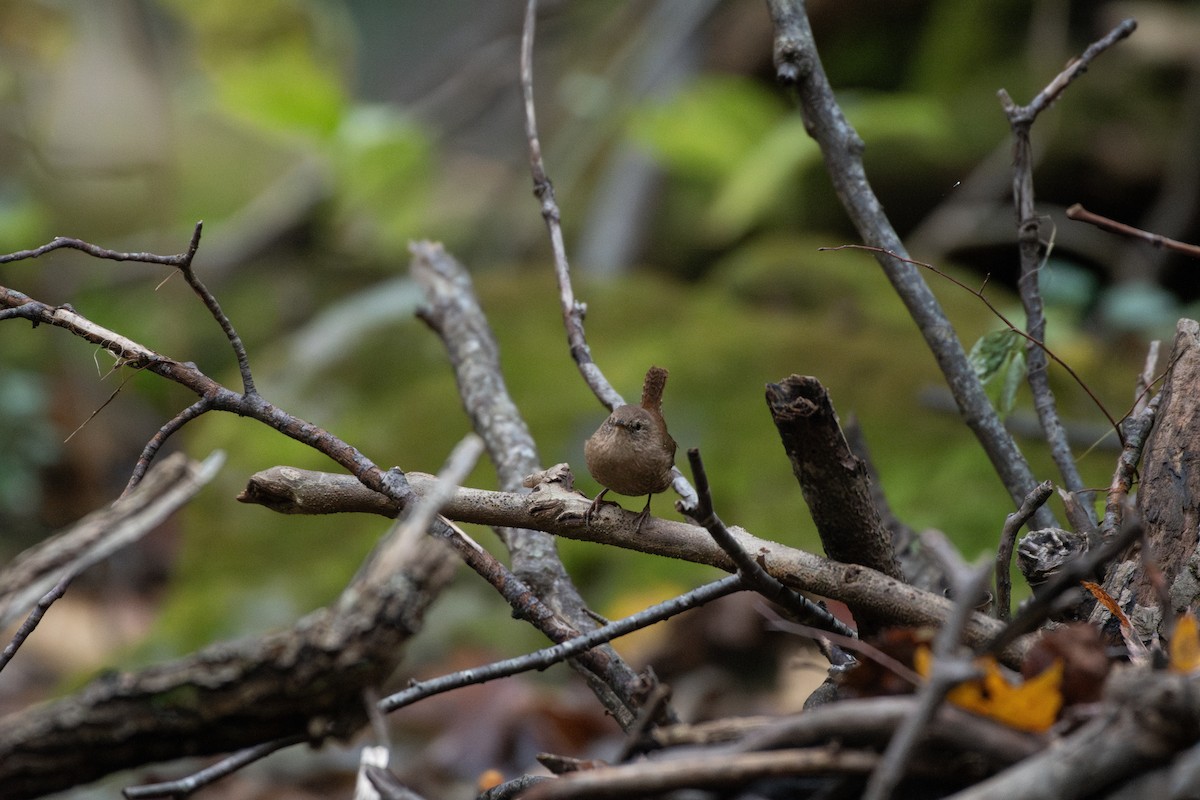 střízlík kanadský - ML644434447