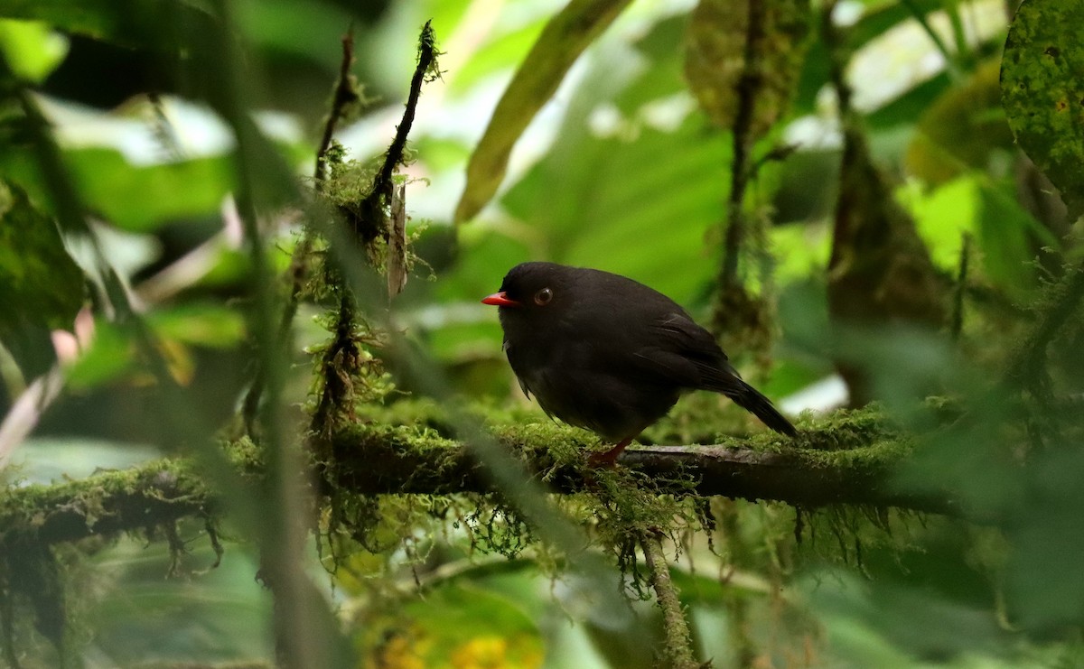 Slaty-backed Nightingale-Thrush - ML644434450