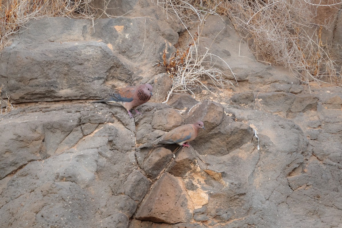 Малая горлица - ML644434463