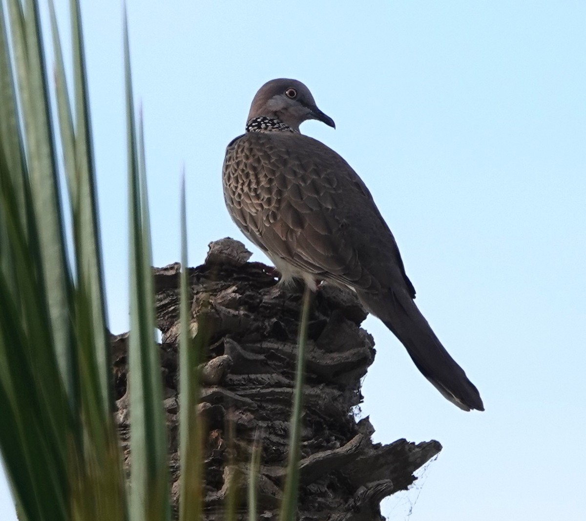 Spotted Dove - ML644434468