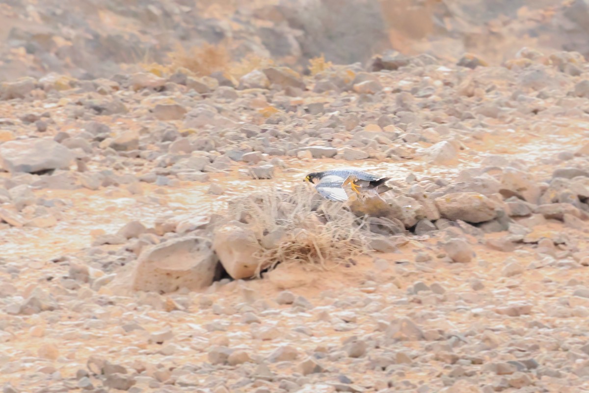 sokol stěhovavý (ssp. pelegrinoides) - ML644434478