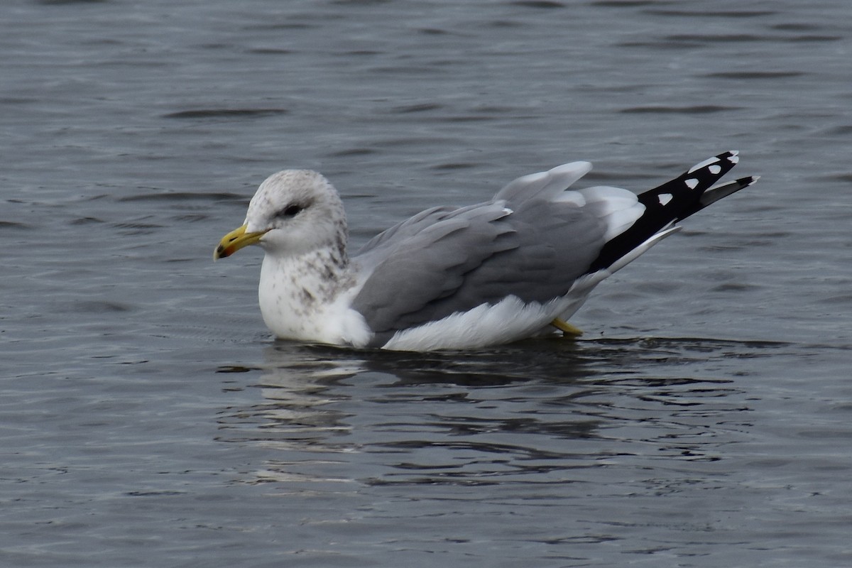 California Gull - ML644434481