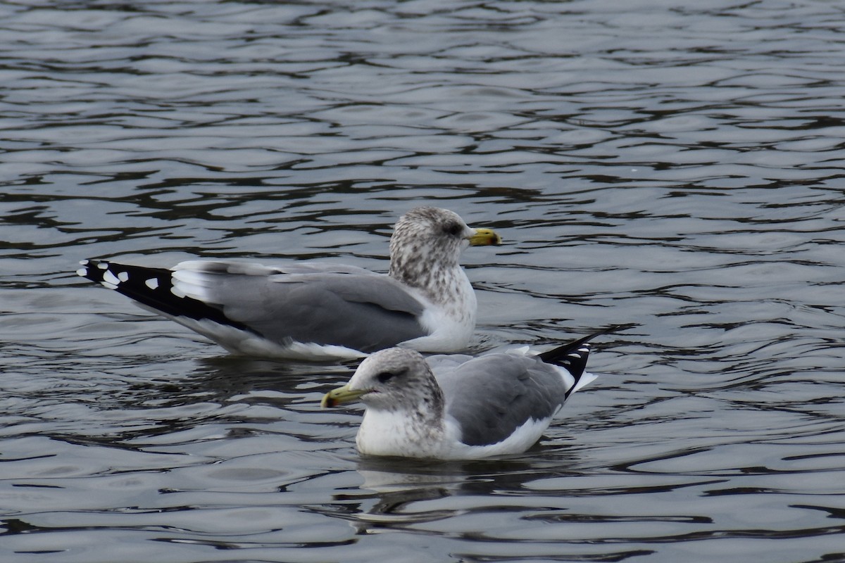 California Gull - ML644434482
