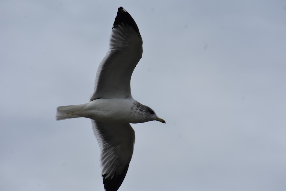 California Gull - ML644434483
