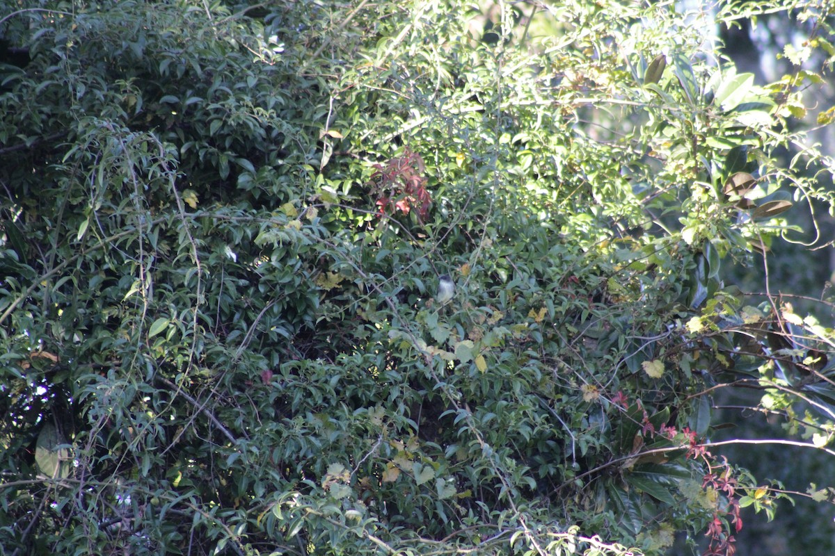 Weißbauch-Phoebetyrann - ML644434486