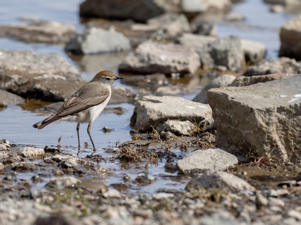 White-browed Ground-Tyrant - ML644434488