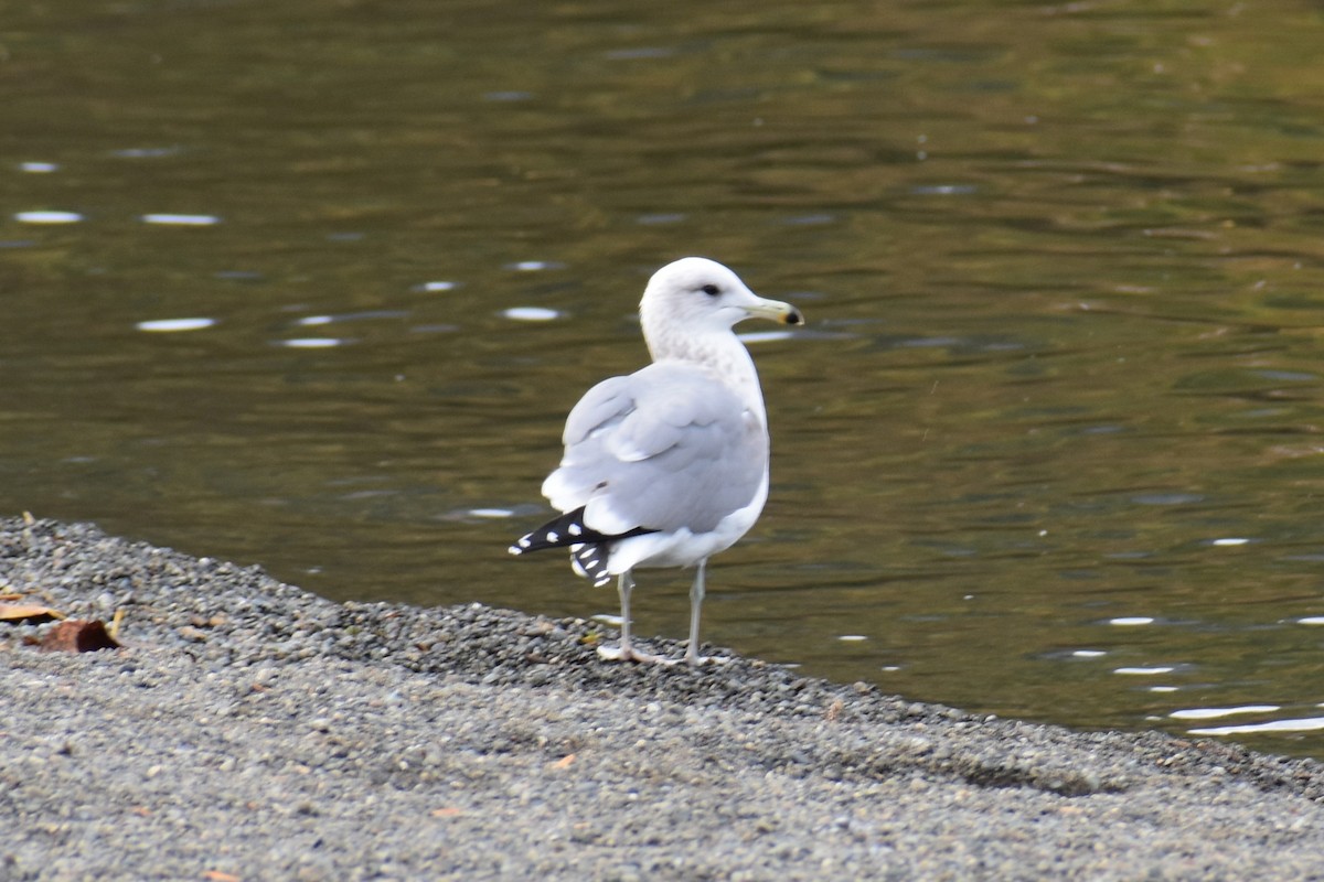 gull sp. - ML644434491