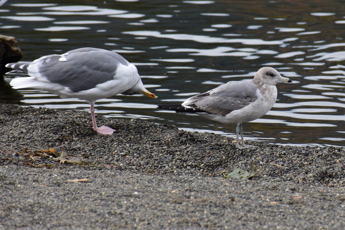 gull sp. - ML644434492