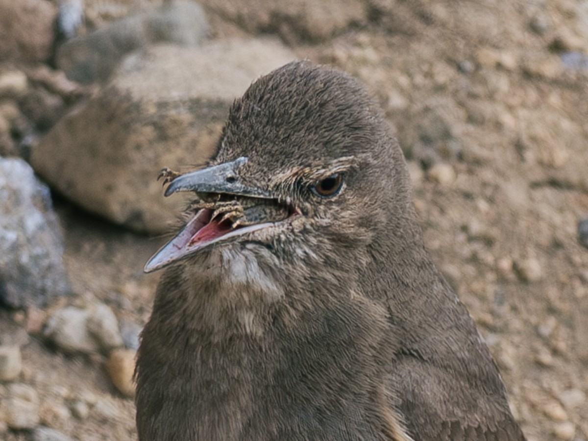 Black-billed Shrike-Tyrant - ML644434495