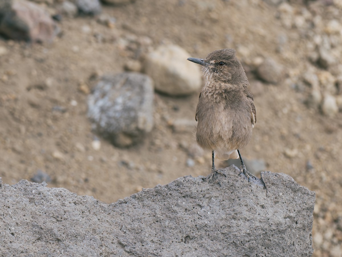 Black-billed Shrike-Tyrant - ML644434496