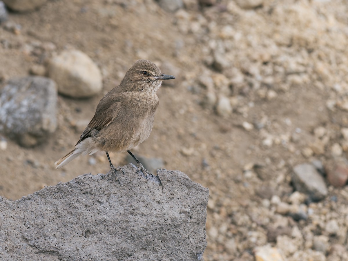 Black-billed Shrike-Tyrant - ML644434497