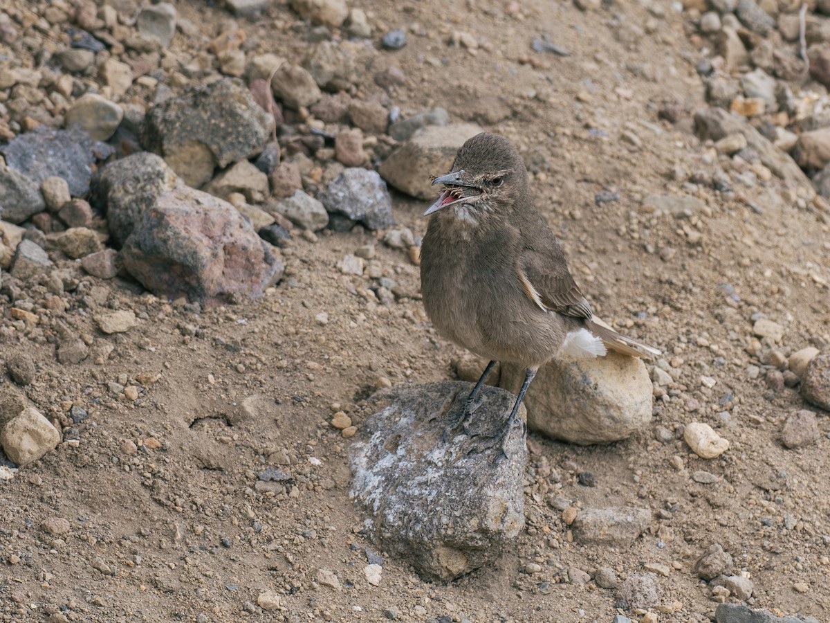 Black-billed Shrike-Tyrant - ML644434498