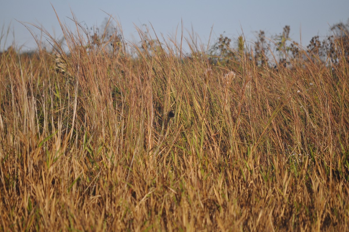 Marsh Wren - ML644434499