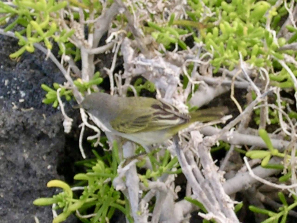 Mangrove Yellow Warbler - ML644434500