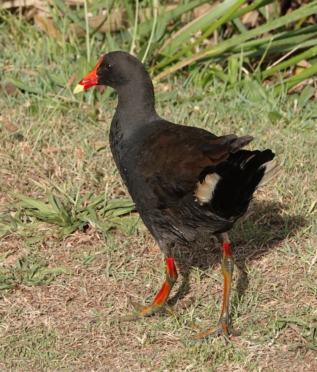 Dusky Moorhen - ML644434506