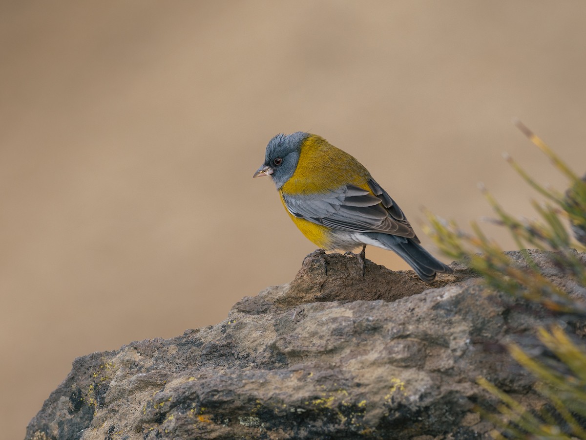 Gray-hooded Sierra Finch - ML644434508