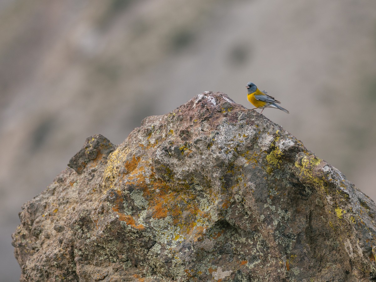 Gray-hooded Sierra Finch - ML644434509