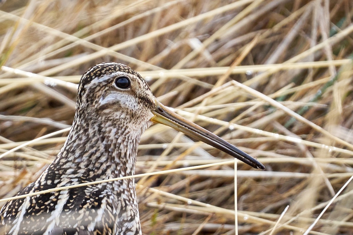 Magellanic Snipe - ML644434511