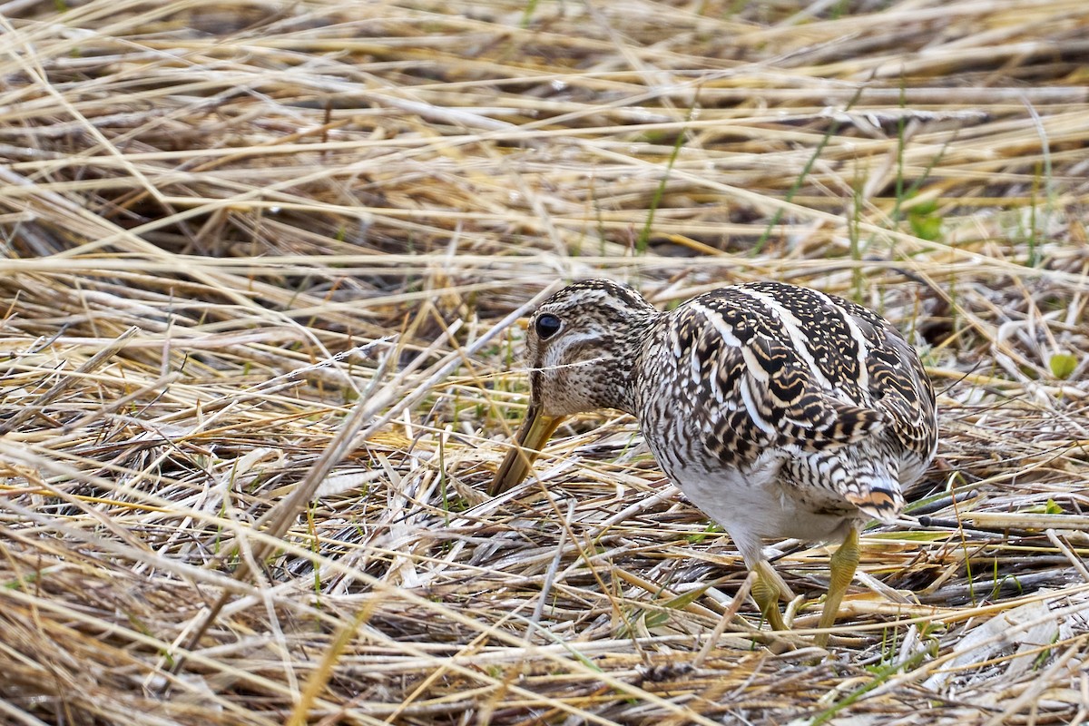 Magellanic Snipe - ML644434512
