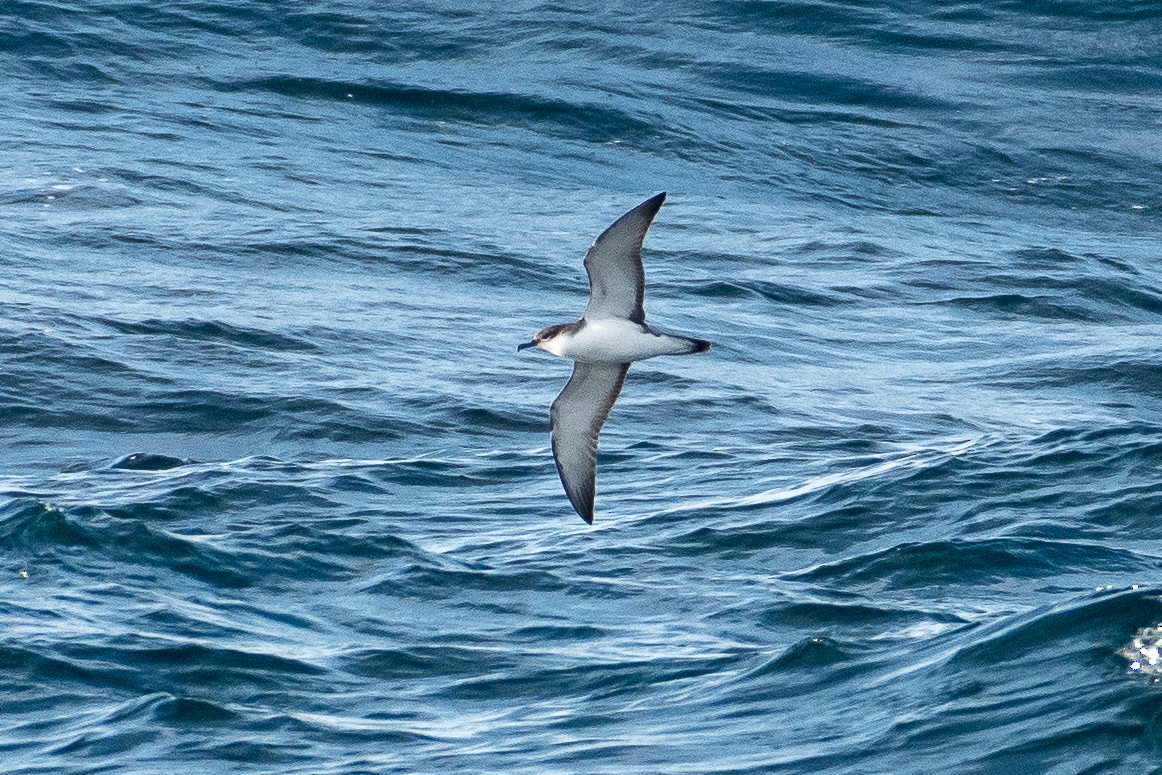 Буллеров буревестник - ML644434513