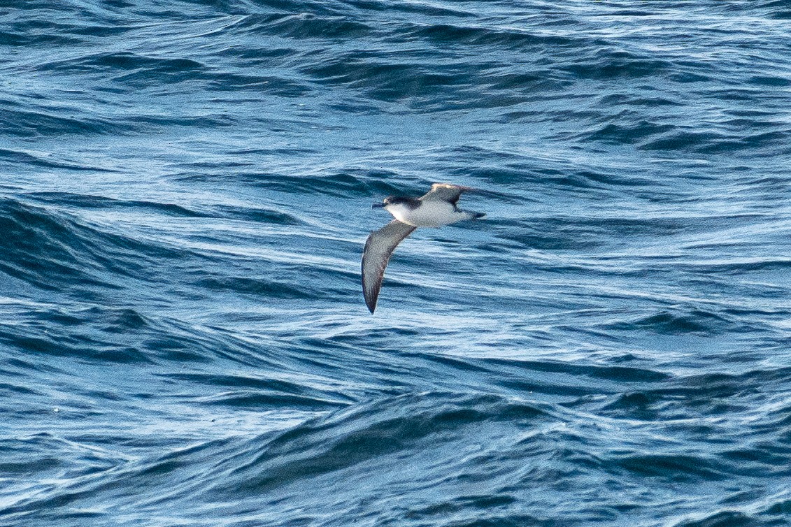 Буллеров буревестник - ML644434514