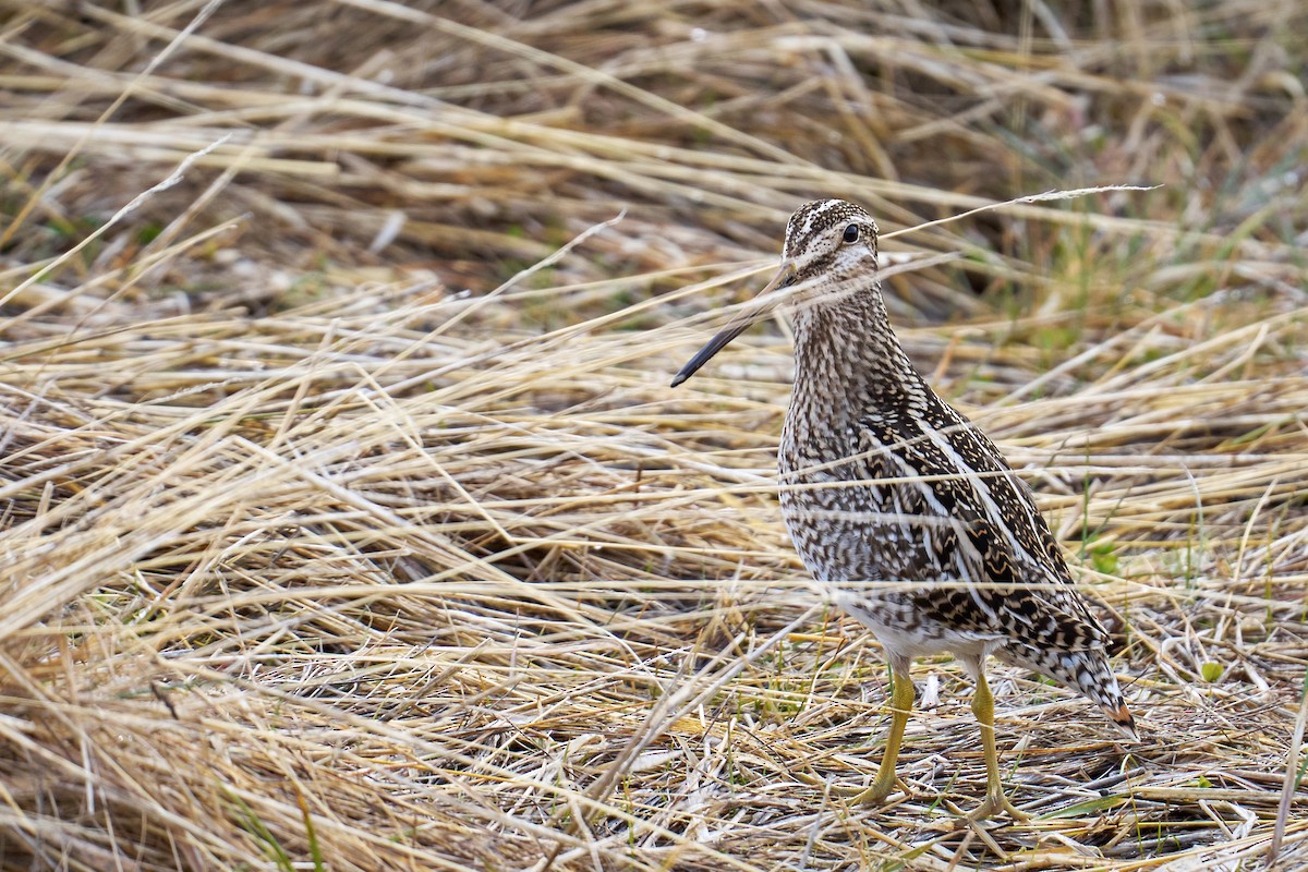 Magellanic Snipe - ML644434516