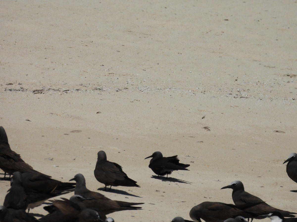 ヒメクロアジサシ - ML644434521