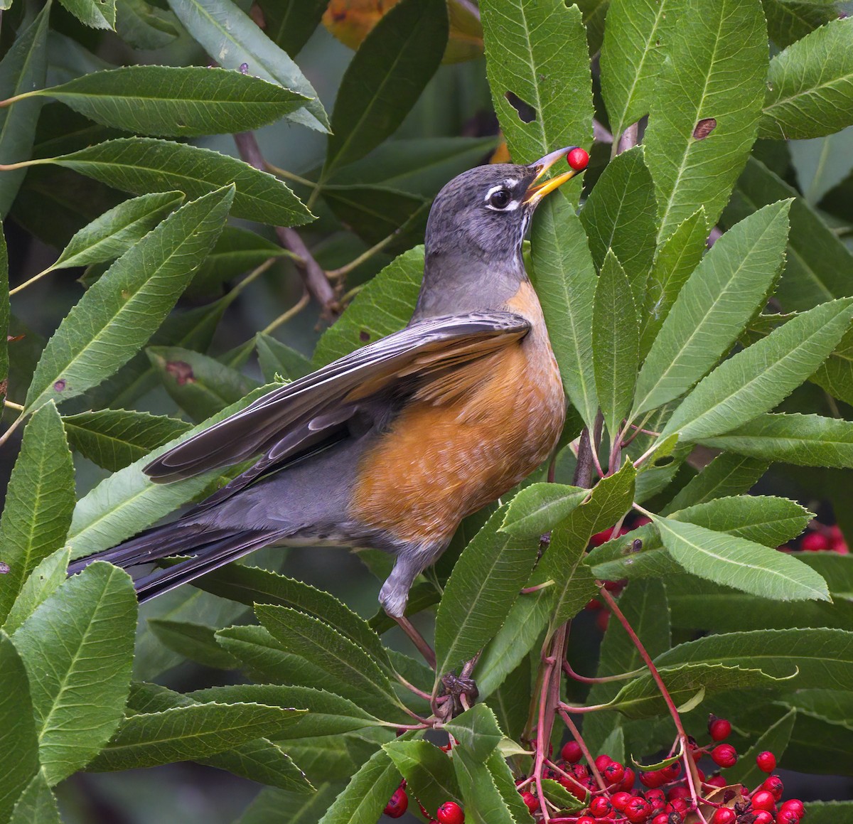 American Robin - ML644434525