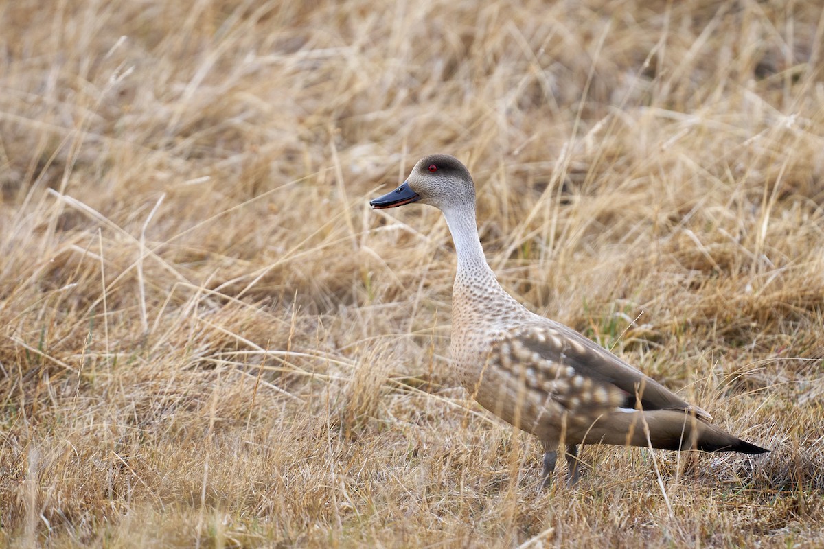 Crested Duck - ML644434527