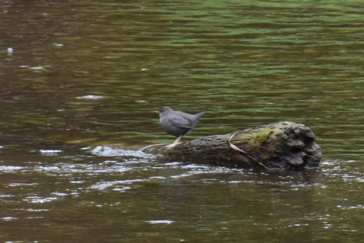 gråfossekall - ML644434528