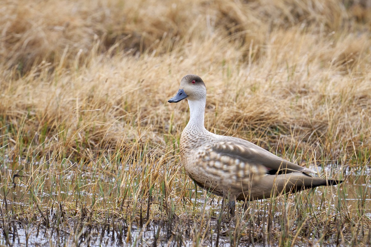 Crested Duck - ML644434529
