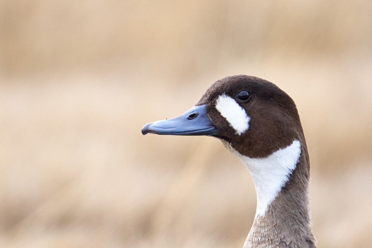 Spectacled Duck - ML644434530