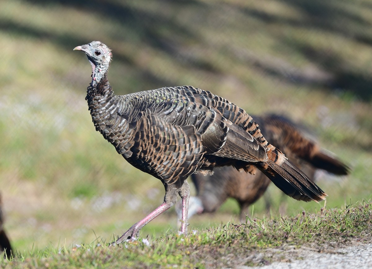 シチメンチョウ - ML644434533